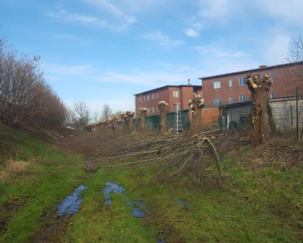 Knotten bomen