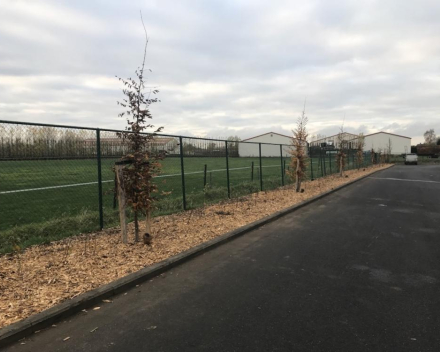 Aanleg bedrijfsterrein onderhoudsvriendelijke beplanting