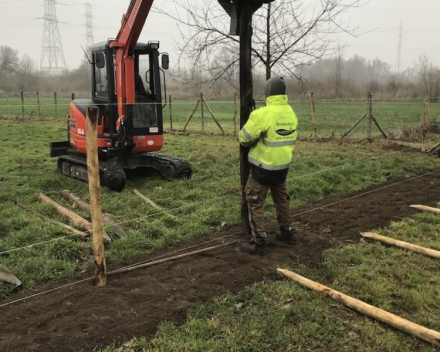 Kastanje palen indrillen, landelijke weide